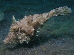 Juvenile Filefish